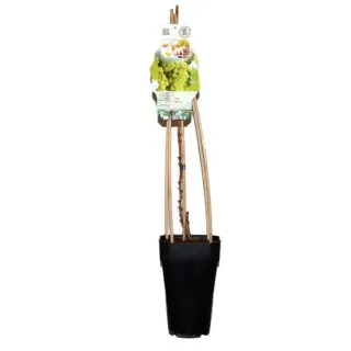 Vitis bianca - pot 2 ltr