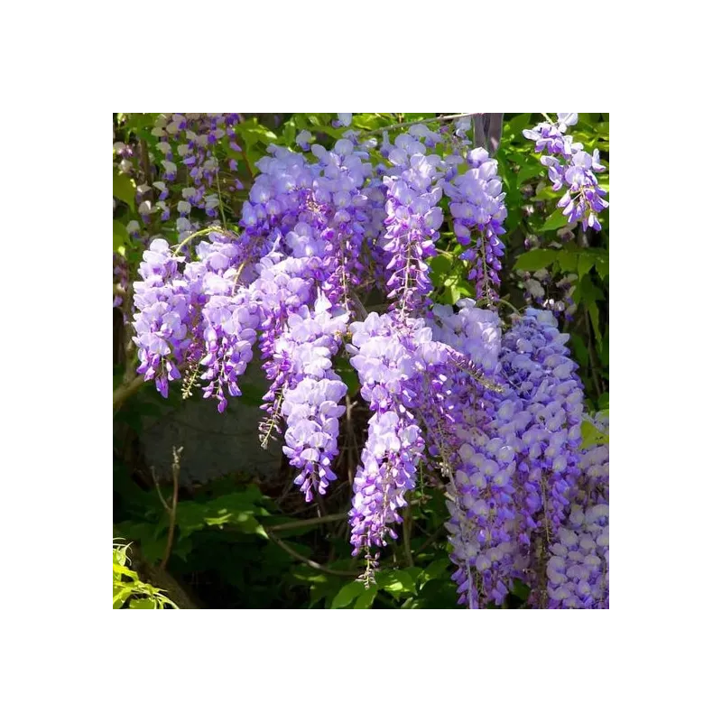 Wisteria sinensis Caroline - 2 ltr pot