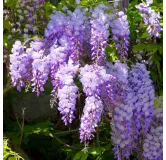 Wisteria sinensis Caroline - 2 ltr pot