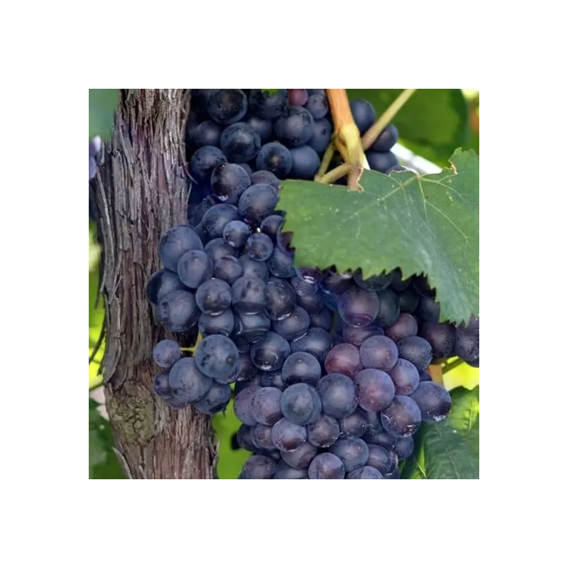 Vitis Boskoop Glorie - pot 2 ltr