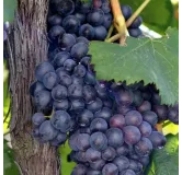 Vitis Boskoop Glorie - pot 2 ltr