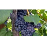 Vitis Boskoop Glorie - pot 2 ltr