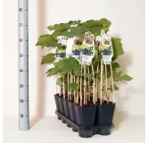 Vitis Boskoop Glorie - pot 2 ltr