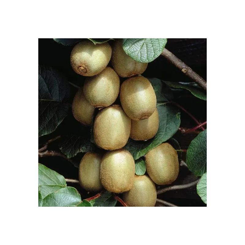 Actinidia chinensis Hayward - pot 2 ltr