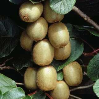 Actinidia chinensis Hayward - pot 2 ltr