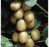 Actinidia chinensis Hayward - pot 2 ltr