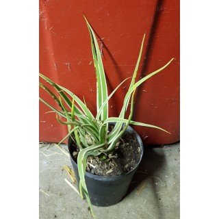 Agave bracteosa cv albomarginata 'Monterrey frost'