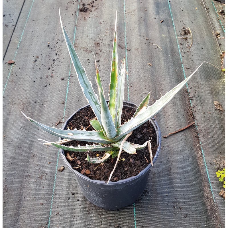 Agave xylonacantha 'Blue Form' / Agave Ã  feuilles de soie