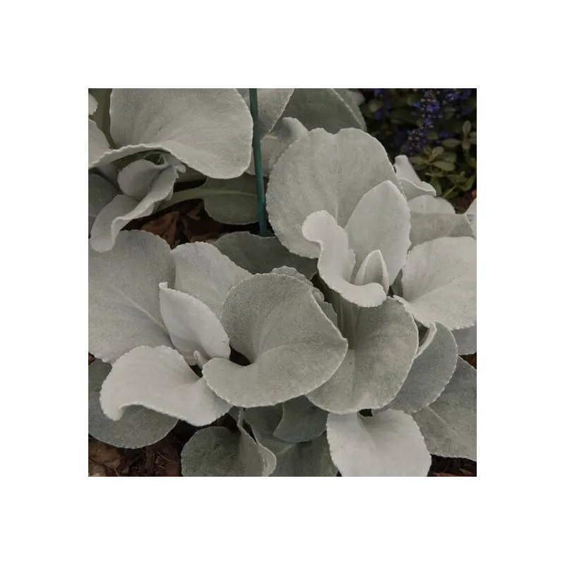 Senecio Angel Wings - pot 2 ltr