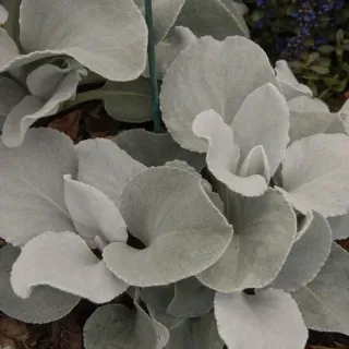 Senecio Angel Wings - pot 2 ltr