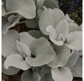 Senecio Angel Wings - pot 2 ltr