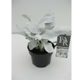 Senecio Angel Wings - pot 2 ltr