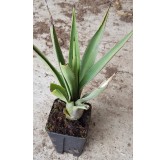 Agave angustifolia