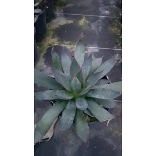 Agave x 'Blue Ember'