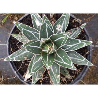 Agave victoriae-reginae 'Bustamante'