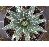 Agave victoriae-reginae 'Bustamante'