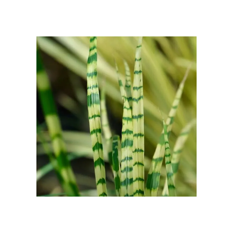 Miscanthus sinensis Gold Breeze - hauteur totale 55-65 cm - pot 2 ltr