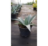 Agave gigantea 'Franzosinii'