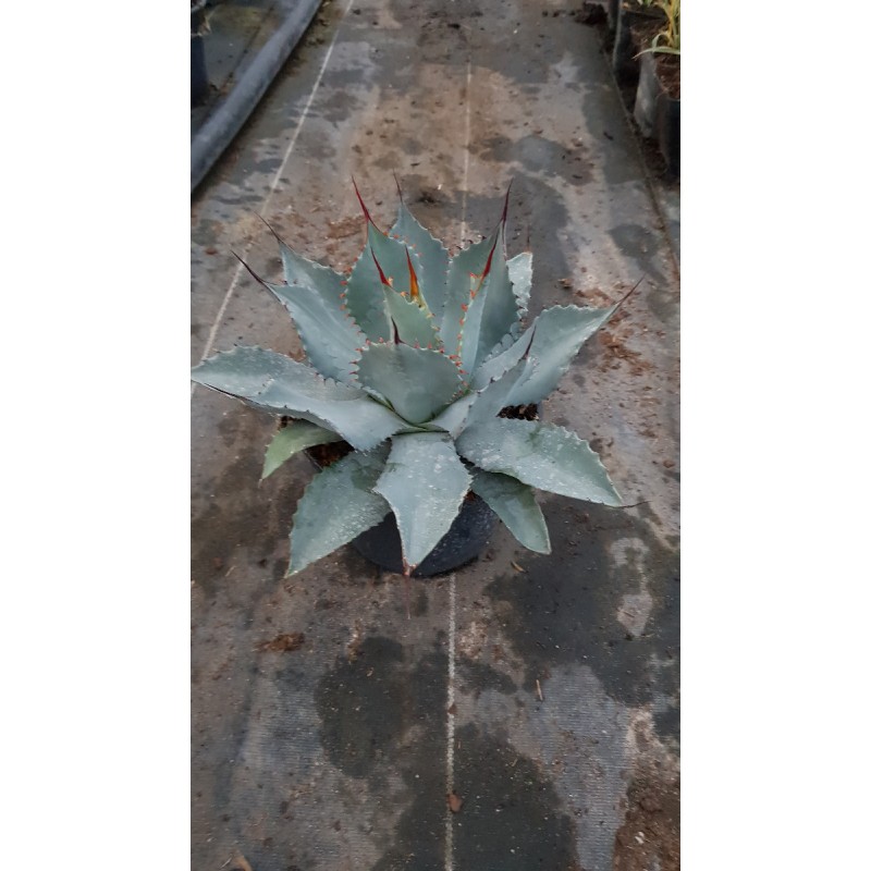 Agave parryi 'Truncata'