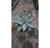 Agave parryi 'Truncata'