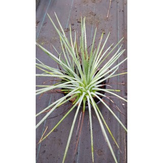 Agave striata subsp. 'Falcata'