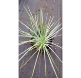 Agave striata subsp. 'Falcata'