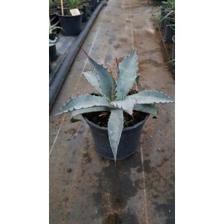 Agave deserti var. 'Simplex'