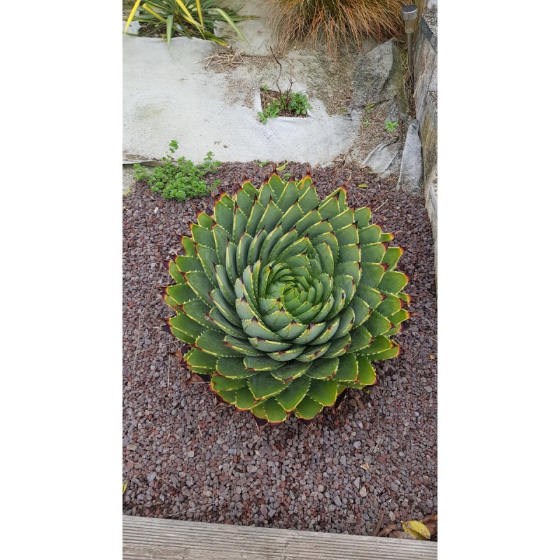 Aloe polyphylla