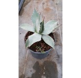 Agave parryi var. 'Parryi'