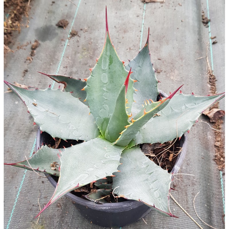 Agave havardiana