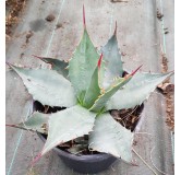 Agave havardiana