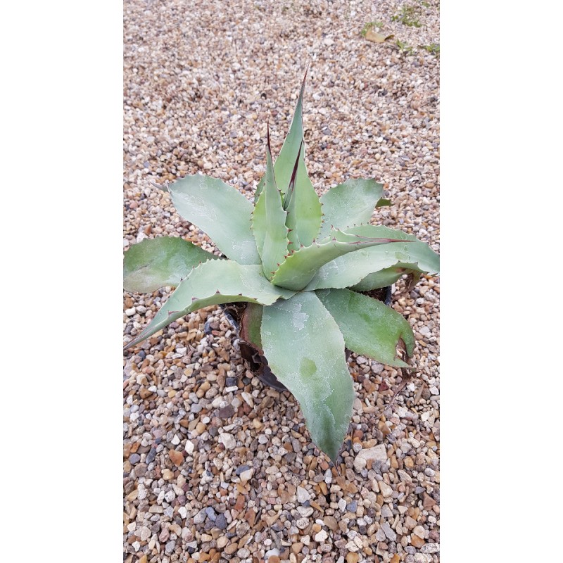 Agave ovatifolia 'Vanzie'