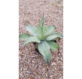 Agave ovatifolia 'Vanzie'