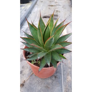 Agave attenuata 'Green glow'