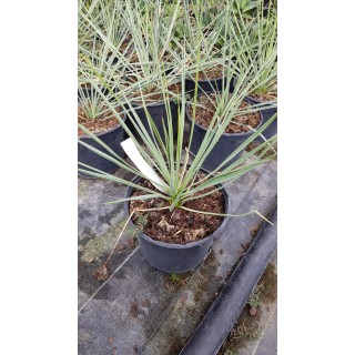 Yucca thompsoniana