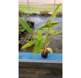 Alpinia zerumbet 'Variegata'