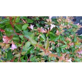 Abelia X 'Edouard Goucher'