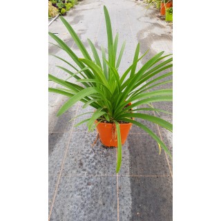 Agapanthus africanus 'Bleu'