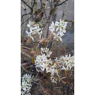 Amelanchier canadensis