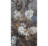 Amelanchier canadensis