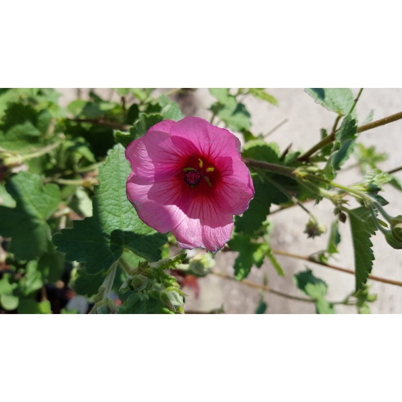 Anisodonthea capensis 'El rayo'