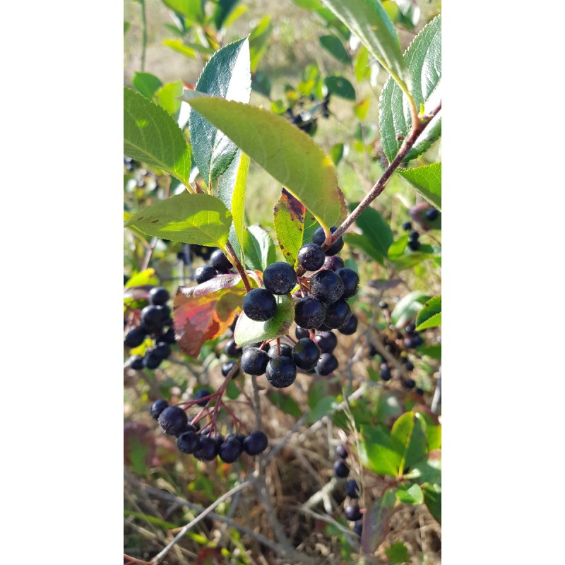 Aronia prunifolia 'Nero'