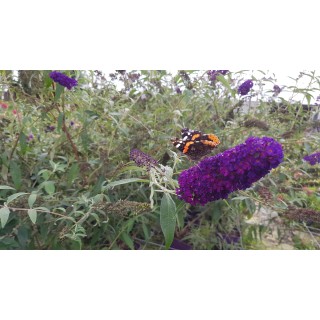 Buddleia davidii 'Black Knight'