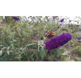 Buddleia davidii 'Black Knight'