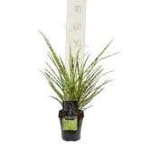 Miscanthus sinensis Gold Breeze - hauteur totale 55-65 cm - pot 2 ltr