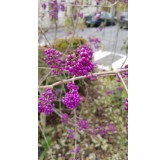 Callicarpa bodinieri 'Profusion'