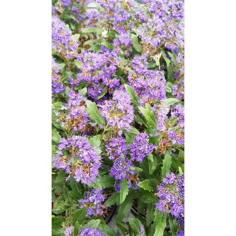 Caryopteris x clandonensis 'Grand Bleu'