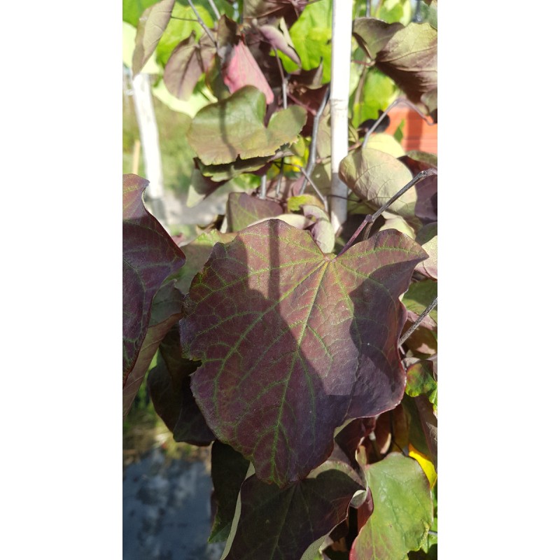 Cercis canadensis 'Forest Pansy'