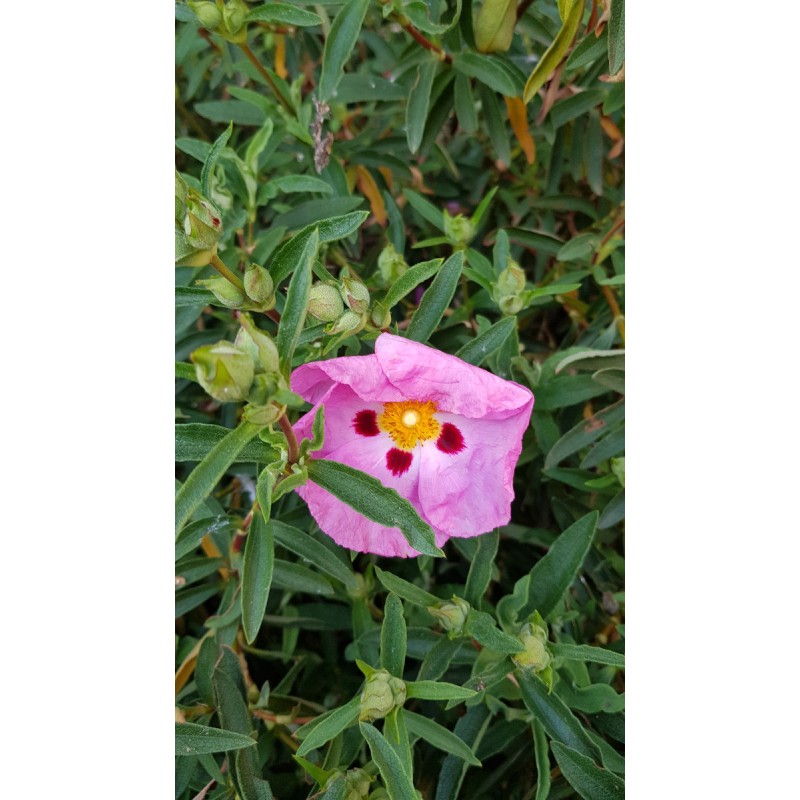 Cistus purpureus