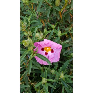 Cistus purpureus